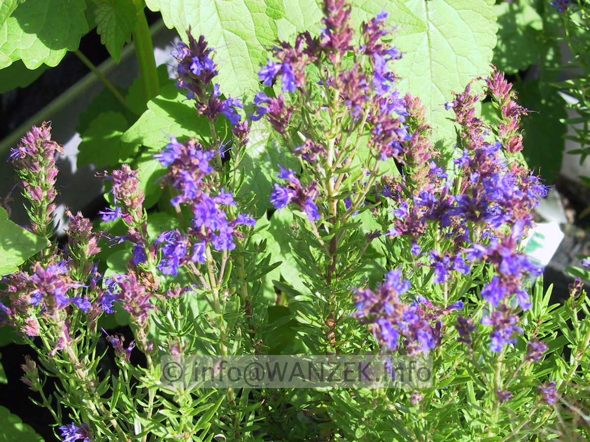 Hyssopus officinalis ssp. aristatus (Lavendelersatz).JPG